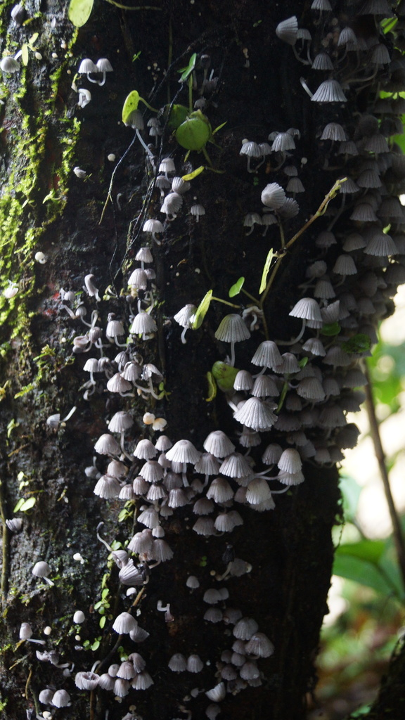 Coprinellus disseminatus · April 2019 · photo: © inclandj (iNaturalist, cc-by)
