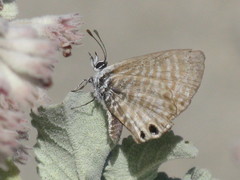 Leptotes marina