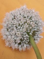 Allium porrum