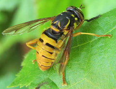 Spilomyia alcimus