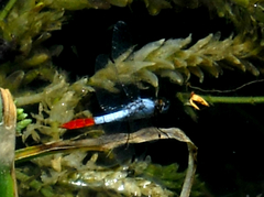 Planiplax erythropyga