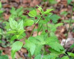Thaspium trifoliatum trifoliatum