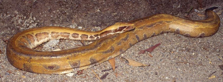 Myanmar Short-tailed Python