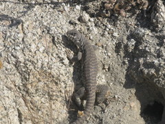 Dipsosaurus dorsalis