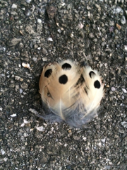 Colaptes auratus auratus