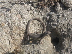 Dipsosaurus dorsalis