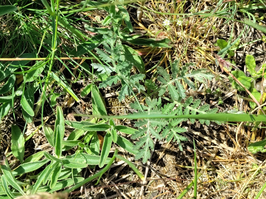 Artemisia pancicii; photograph (c) David Sandler, some rights reserved (CC BY)
