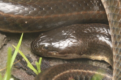Equatorial Keelback photo 2