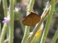 Lepidoptera