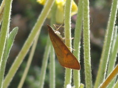 Lepidoptera