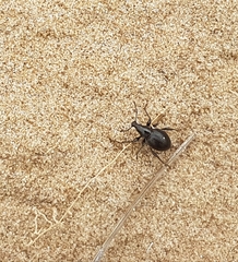 Otiorhynchus atroapterus