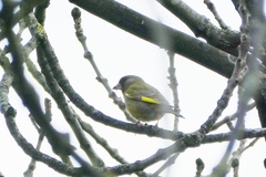 Chloris chloris