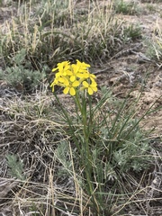 Erysimum perenne