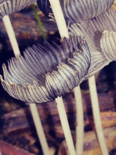 hare's foot inkcap (Coprinopsis lagopus)