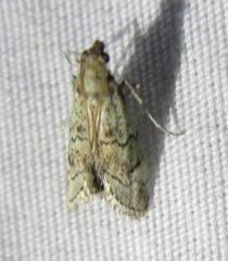 Cacotherapia flexilinealis