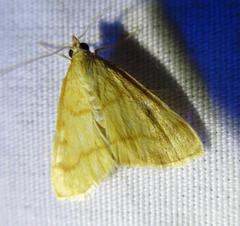 Helvibotys helvialis