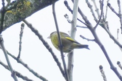 Chloris chloris
