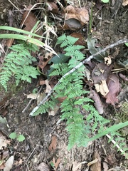 Myriopteris alabamensis