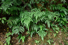 Tectaria phaeocaulis