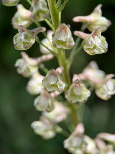 Image of Delphinium californicum by (c) Annette Herz, some rights reserved (CC BY)