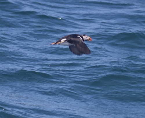Atlantic Puffin
