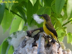 Elegant Sunbird photo 4
