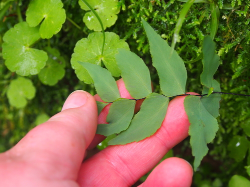 Image of Adiantum petiolatum by (c) Lena Struwe, some rights reserved (CC BY-SA)