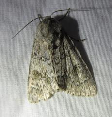 Acronicta rubricoma