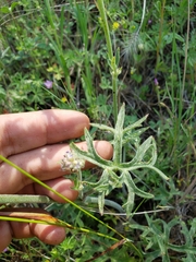 Delphinium variegatum