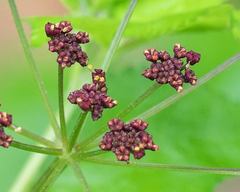 Thaspium trifoliatum trifoliatum