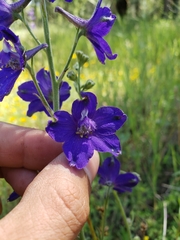 Delphinium variegatum