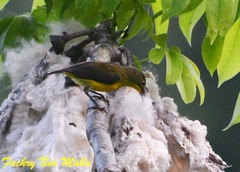 Elegant Sunbird photo 3