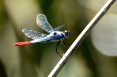 Planiplax erythropyga