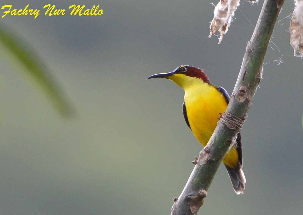 Elegant Sunbird illustration