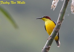 Elegant Sunbird photo 1