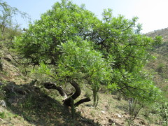 Pseudosmodingium andrieuxii