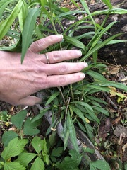 Anemonoides quinquefolia