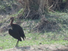 Plegadis chihi