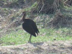 Plegadis chihi