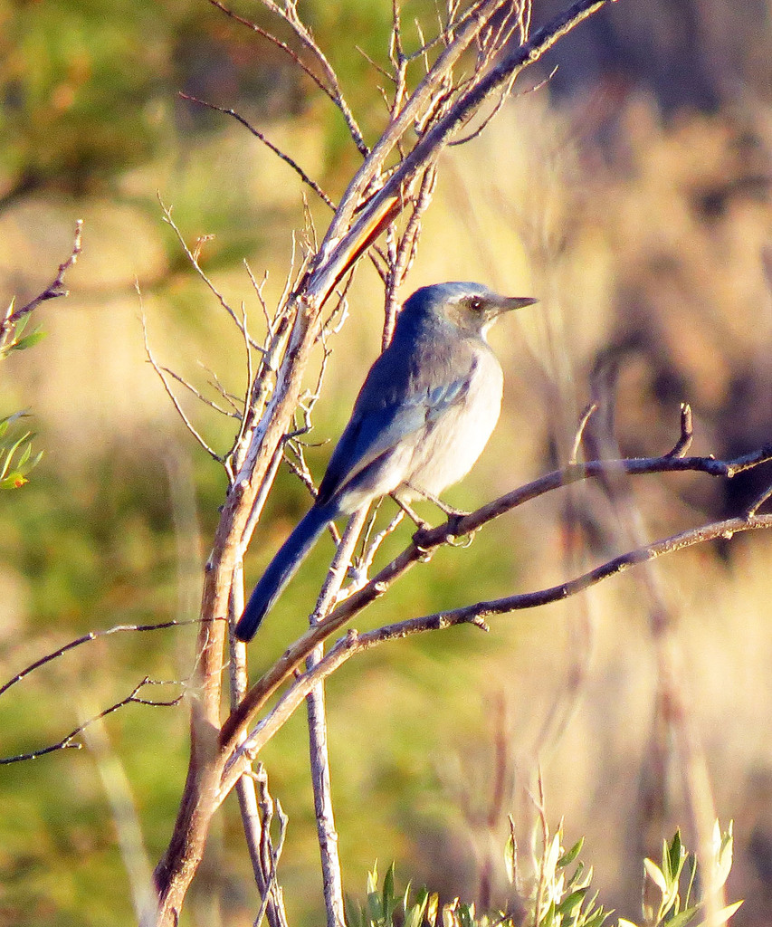 Great Basin Scrub-Jay