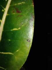 Orchestes steppensis