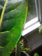 Orchestes steppensis