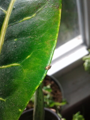 Orchestes steppensis