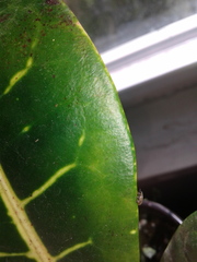 Orchestes steppensis