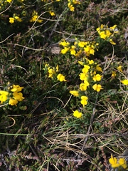 Genista anglica