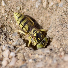 Stictiellina