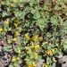 Nevada Bird's-Foot-Trefoil - Photo (c) Tom Headley, some rights reserved (CC BY-NC-SA)