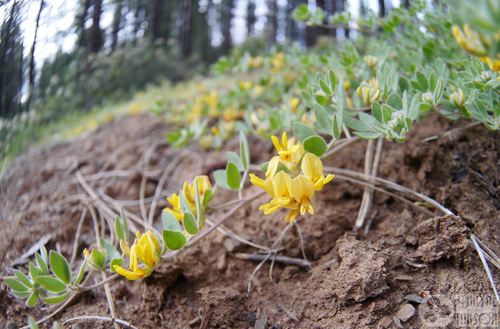 Acmispon decumbens