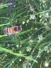 Apis mellifera