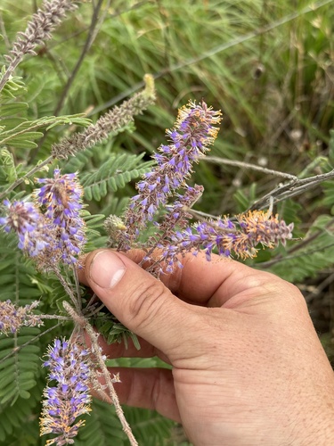 leadplant